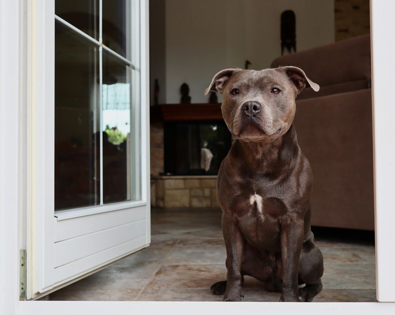 Staffordshire Bull Terrier