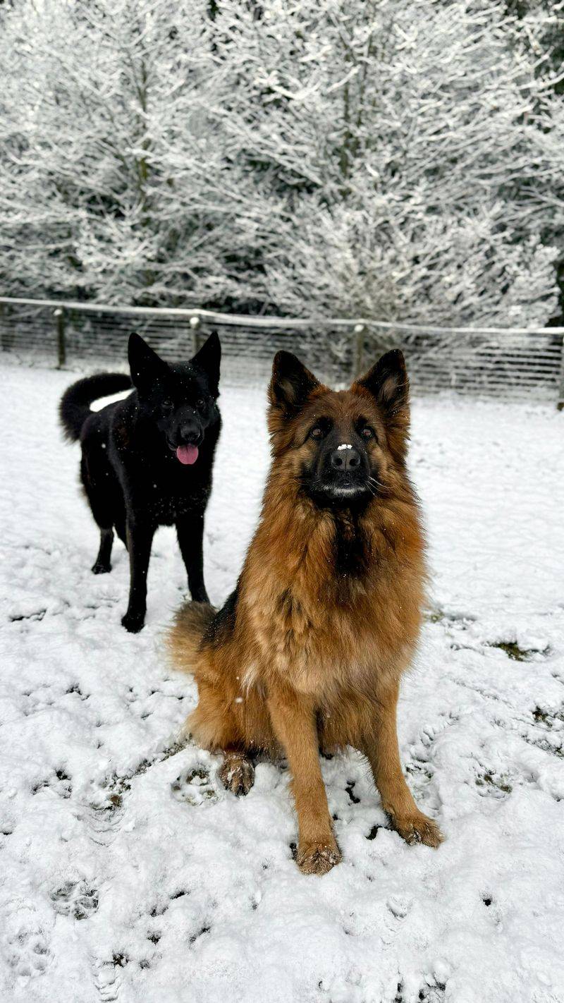 14 dogs that love a job (even if you didn’t plan on giving one) 5 German Shepherd Dog