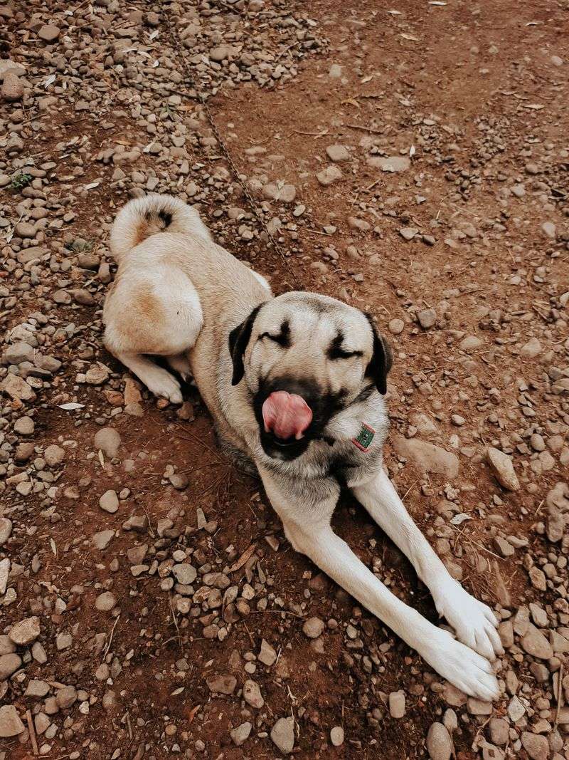 Kangal