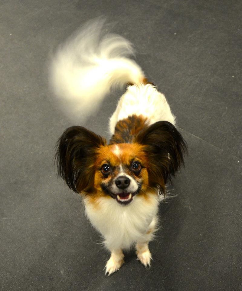 The sound of a snack wrapper means everything to these 15 dog breeds 15 Papillon