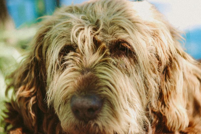 Otterhound