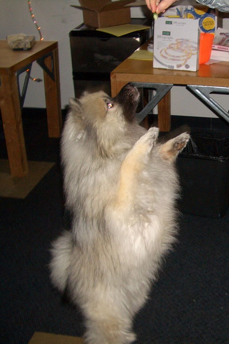 17 dog breeds that stay calm for years and then surprise everyone with their instincts 12 Keeshond