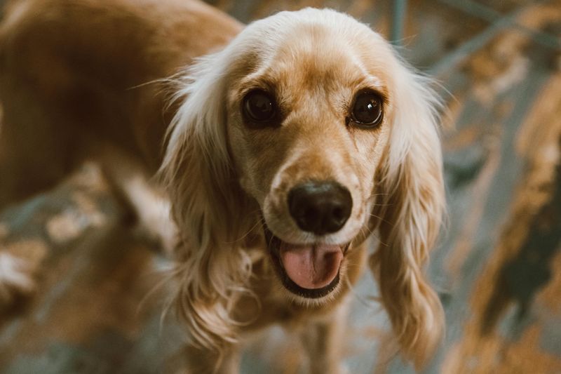 13 dogs that feel every emotion in the room - plus 3 that seem to ignore everything 9 Cocker Spaniel