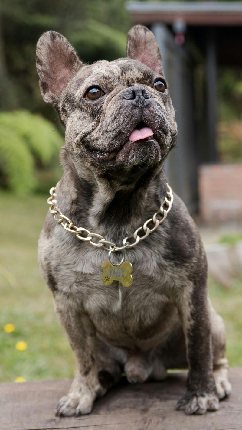 10 calm dog breeds owners love because they don’t turn life into a fitness challenge 8 French Bulldog