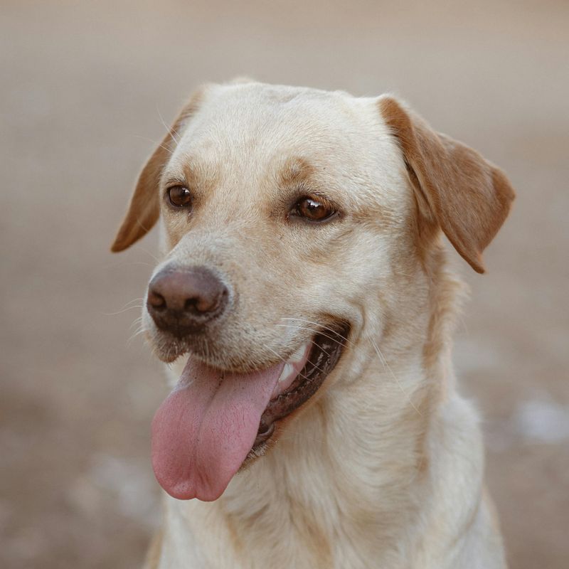 26 Dog Breeds That Feel Most at Home Around People 2 Labrador Retriever