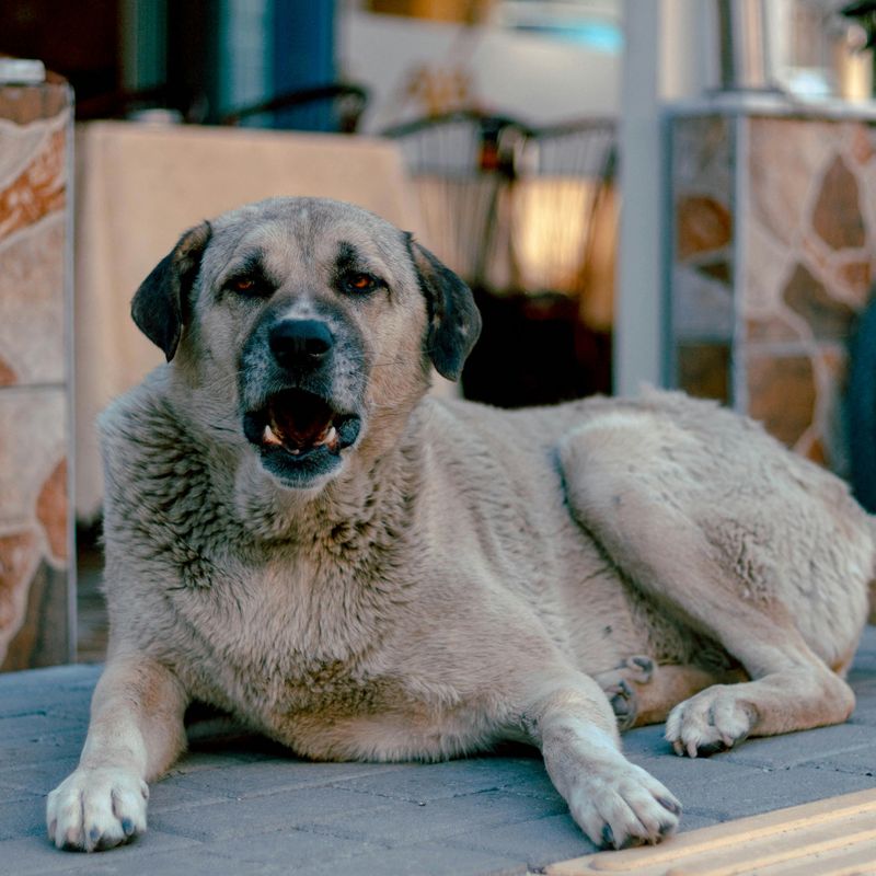 16 dog breeds that stay sweet indoors but switch on guard mode instantly 12 Anatolian Shepherd
