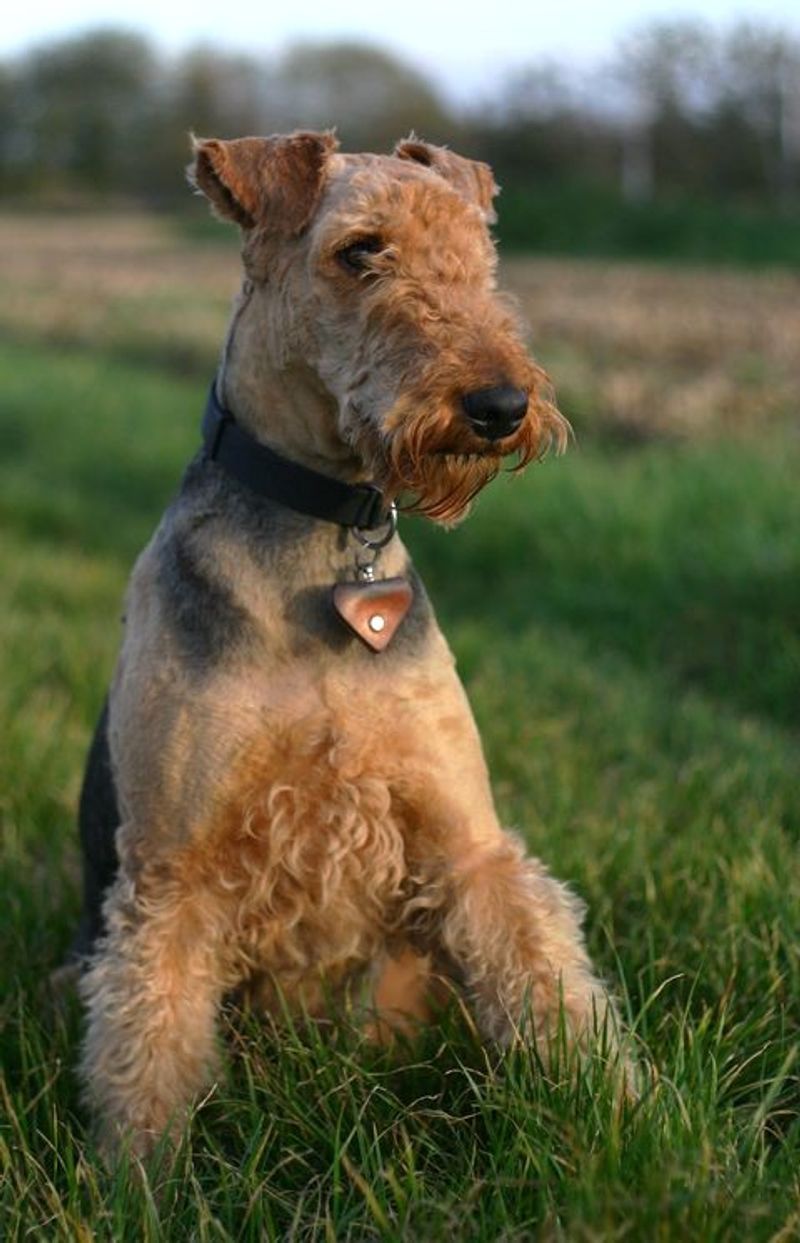 Some breeds get all the hype - These overlooked dogs keep doing the job without it 9 Airedale Terrier