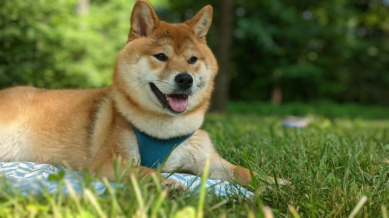 Shiba Inu