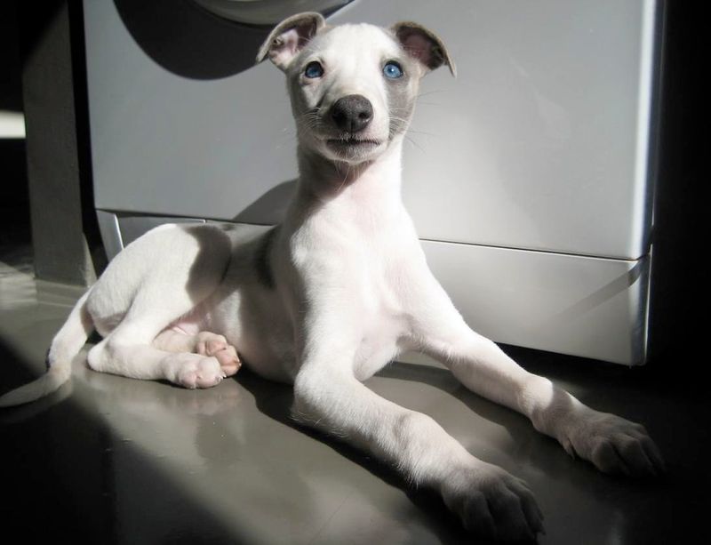 Not every great dog needs nonstop activity - and these breeds prove it every day 3 Whippet