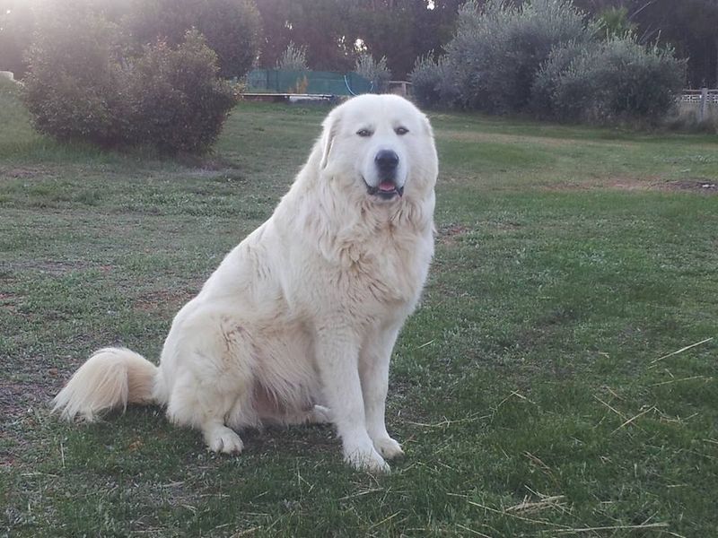 18 Independent Outdoor Dog Breeds That Are Happiest With Farms, Fields And Freedom 11 Maremma Sheepdog