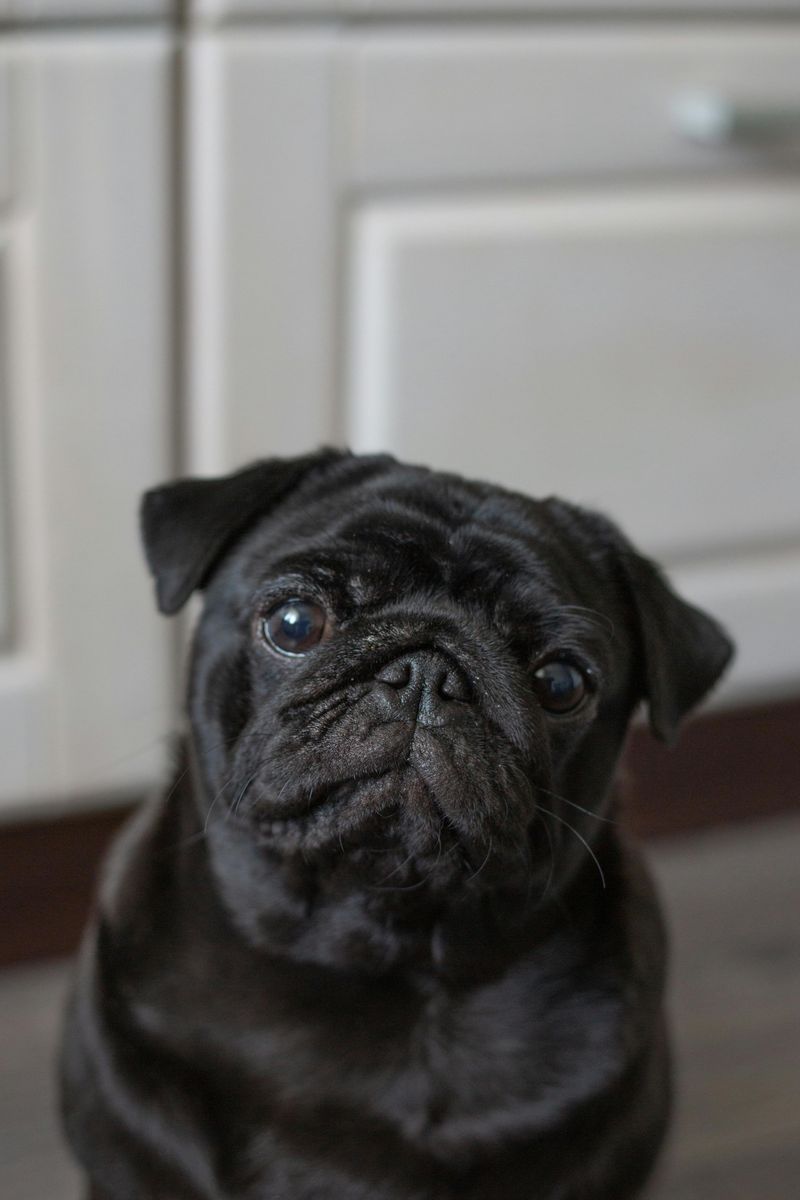 Pug