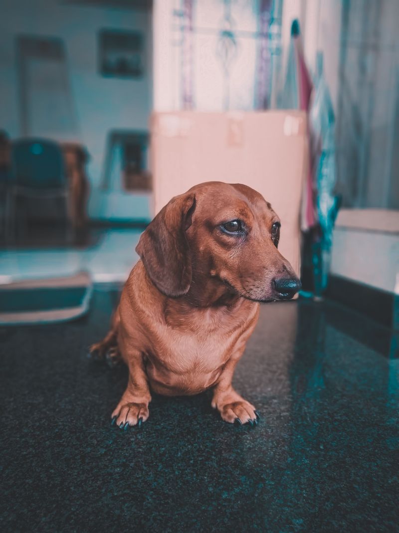 They protect their reputation in public - then unleash the chaos the moment nobody important is watching 3 Dachshund
