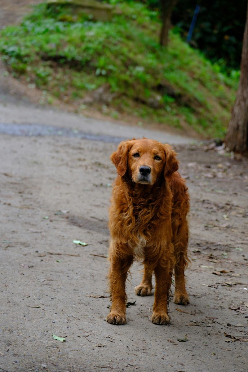 Golden Retriever