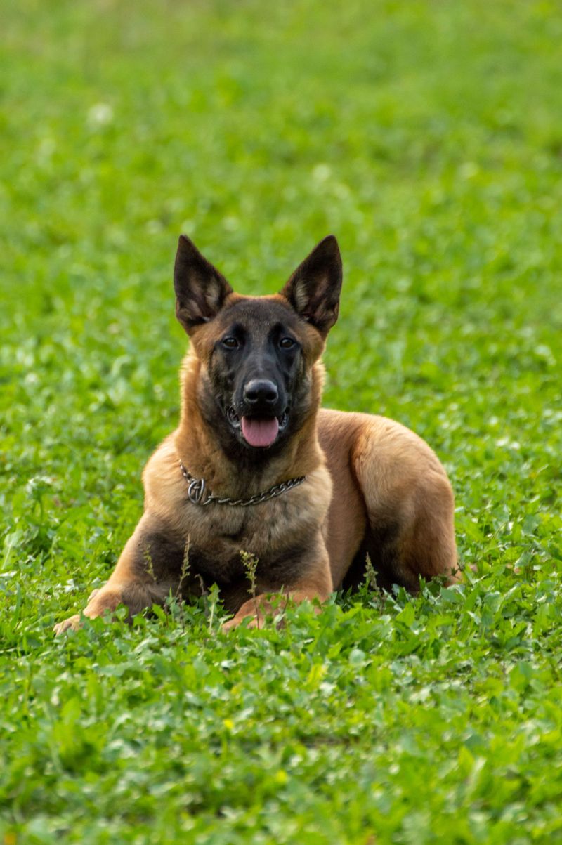 The dog may look perfect - But the daily workload can become exhausting fast 4 Belgian Malinois
