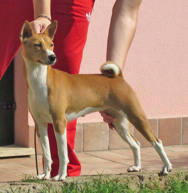 10 Dog Breeds That Can’t Stand Messy Households (Even If You Can) 4 Basenji