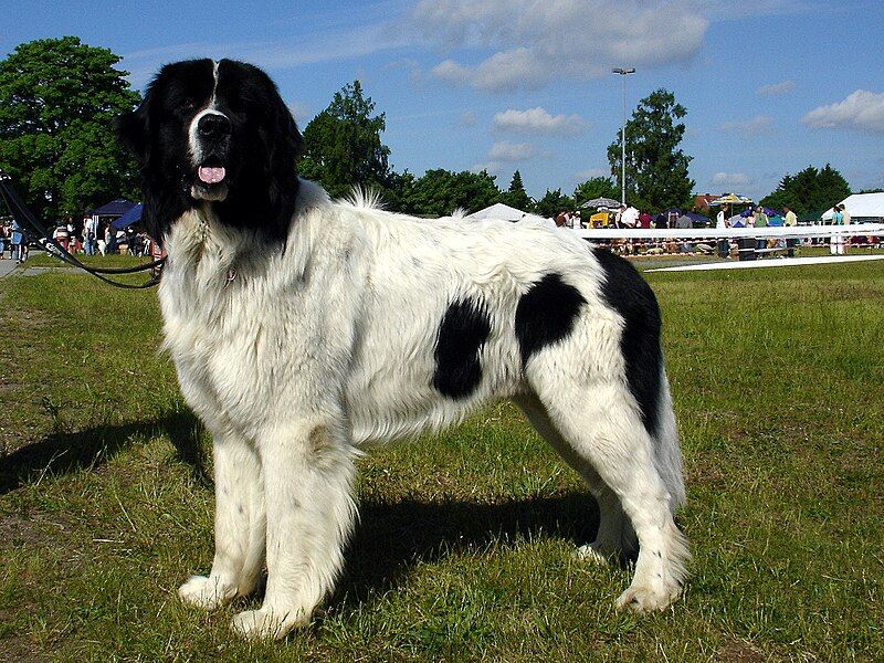29 Big Dog Breeds with Gentle Temperaments 25 Landseer