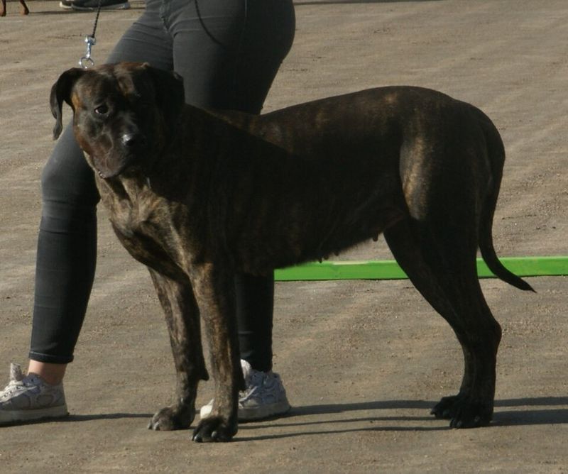 Presa Canario