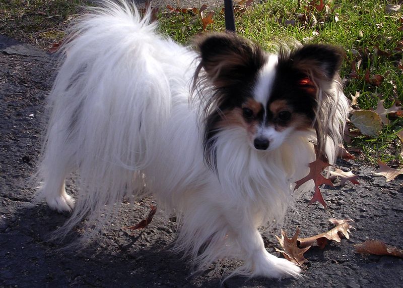 These 15 dog breeds want nothing to do with water 9 Papillon