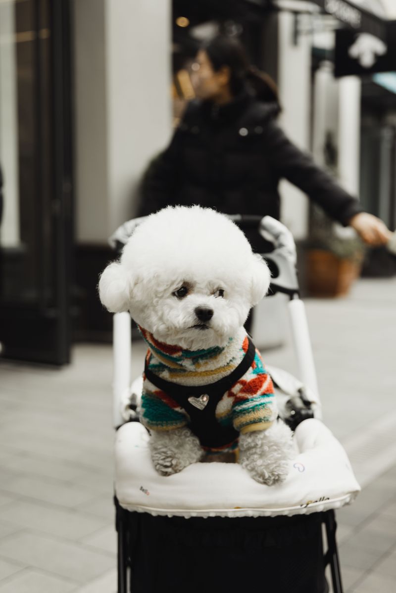 12 breeds perfectly suited to apartments, sidewalks, and urban routines 10 Bichon Frise