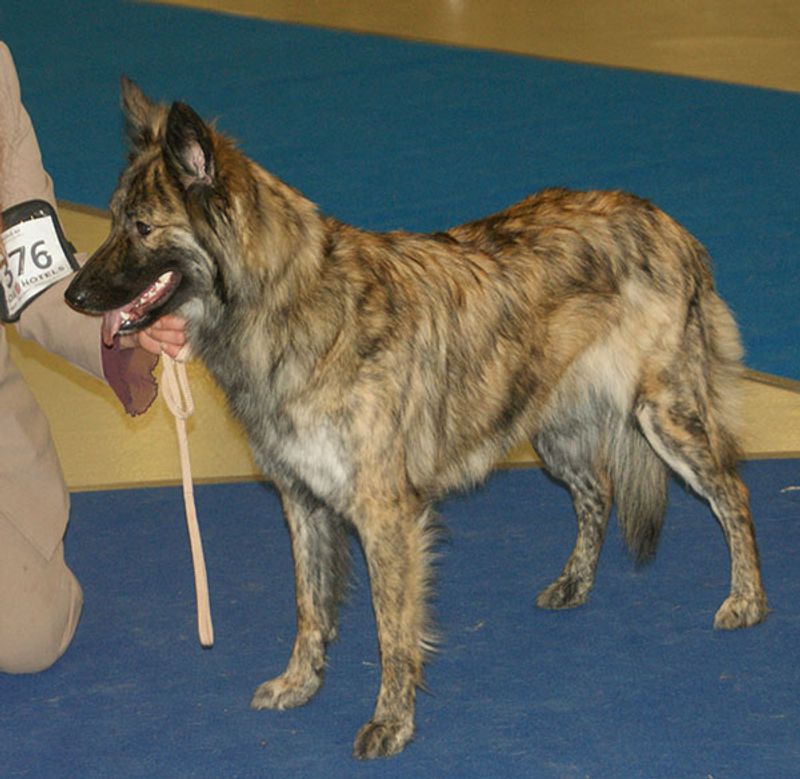 Dutch Shepherd