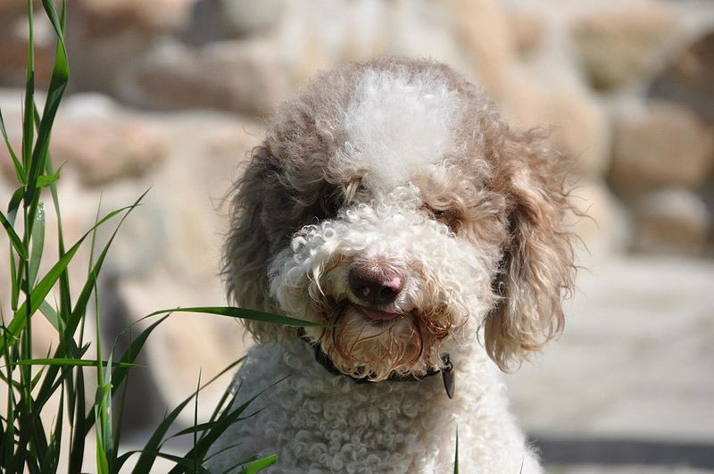 One toy is all it takes for these 18 dog breeds to lose all perspective 13 Lagotto Romagnolo