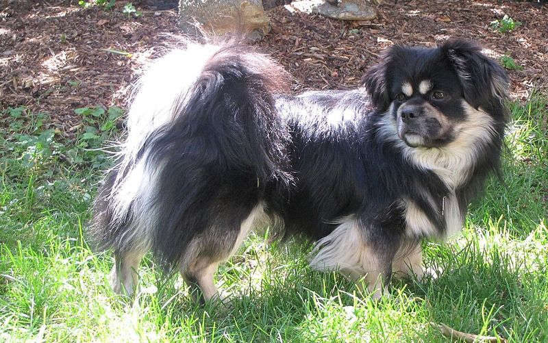 Some dogs need a household full of action - These breeds can make quiet living feel complete 10 Tibetan Spaniel