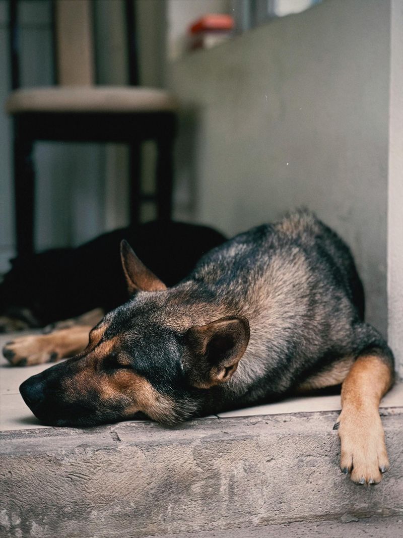 Where Outdoor Dogs Prefer to Sleep: 19 Safe and Cozy Options 18 Near the Front or Back Door to Stay Close to the Owner