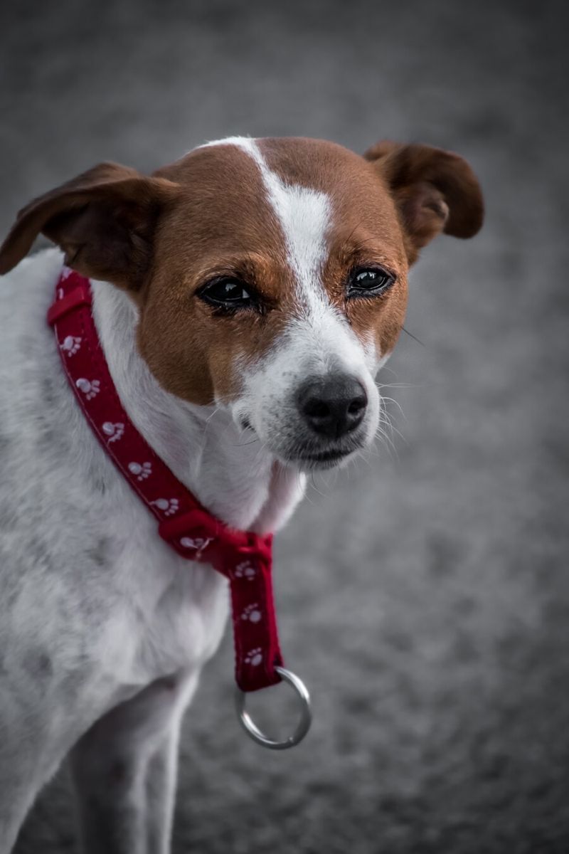 18 Proven Reasons Dogs Are Humanity’s Most Faithful Companions 3 Empathy and Emotion