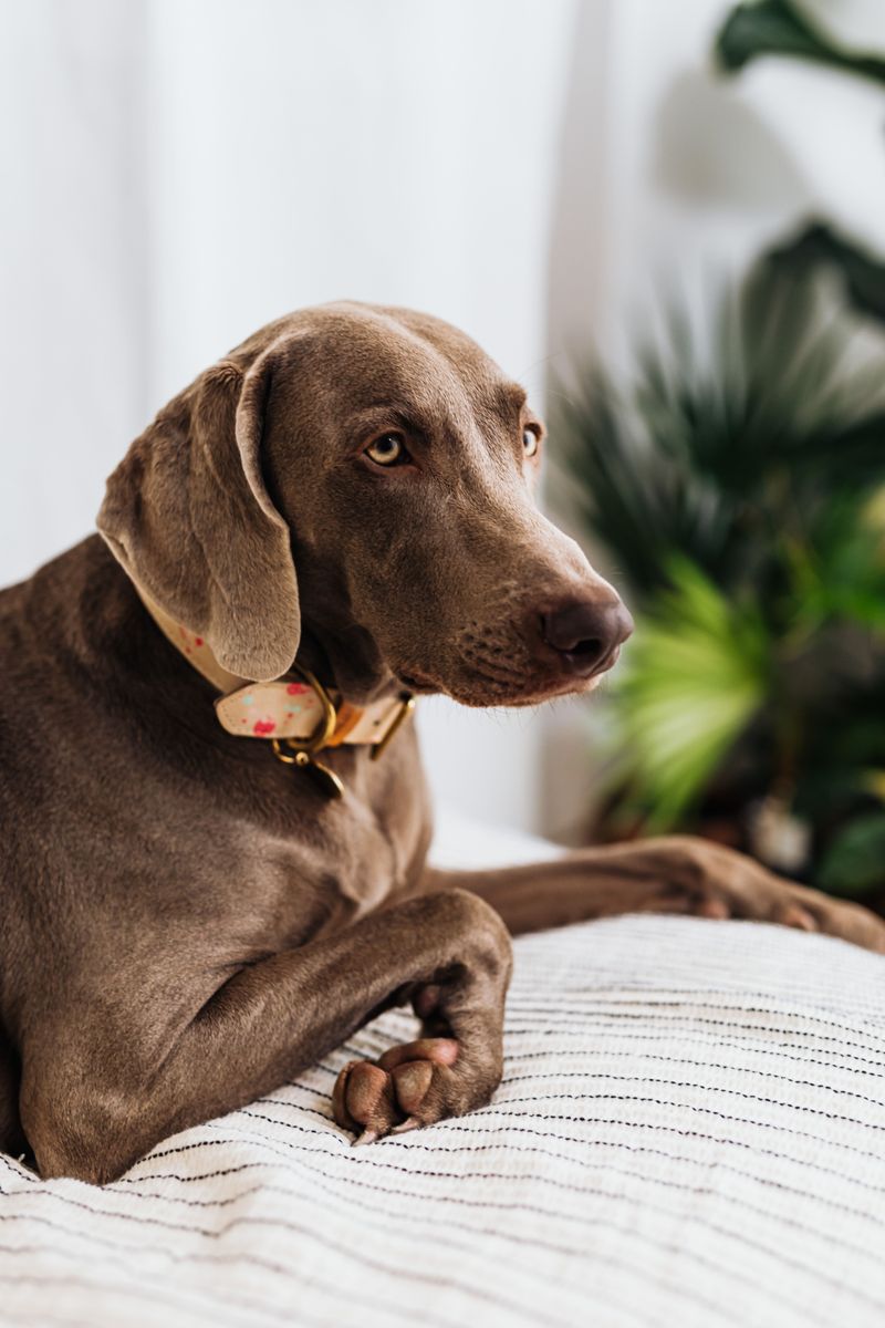 Think an exhausted dog automatically becomes a calm dog? These breeds show why learning to rest matters too 9 Weimaraner