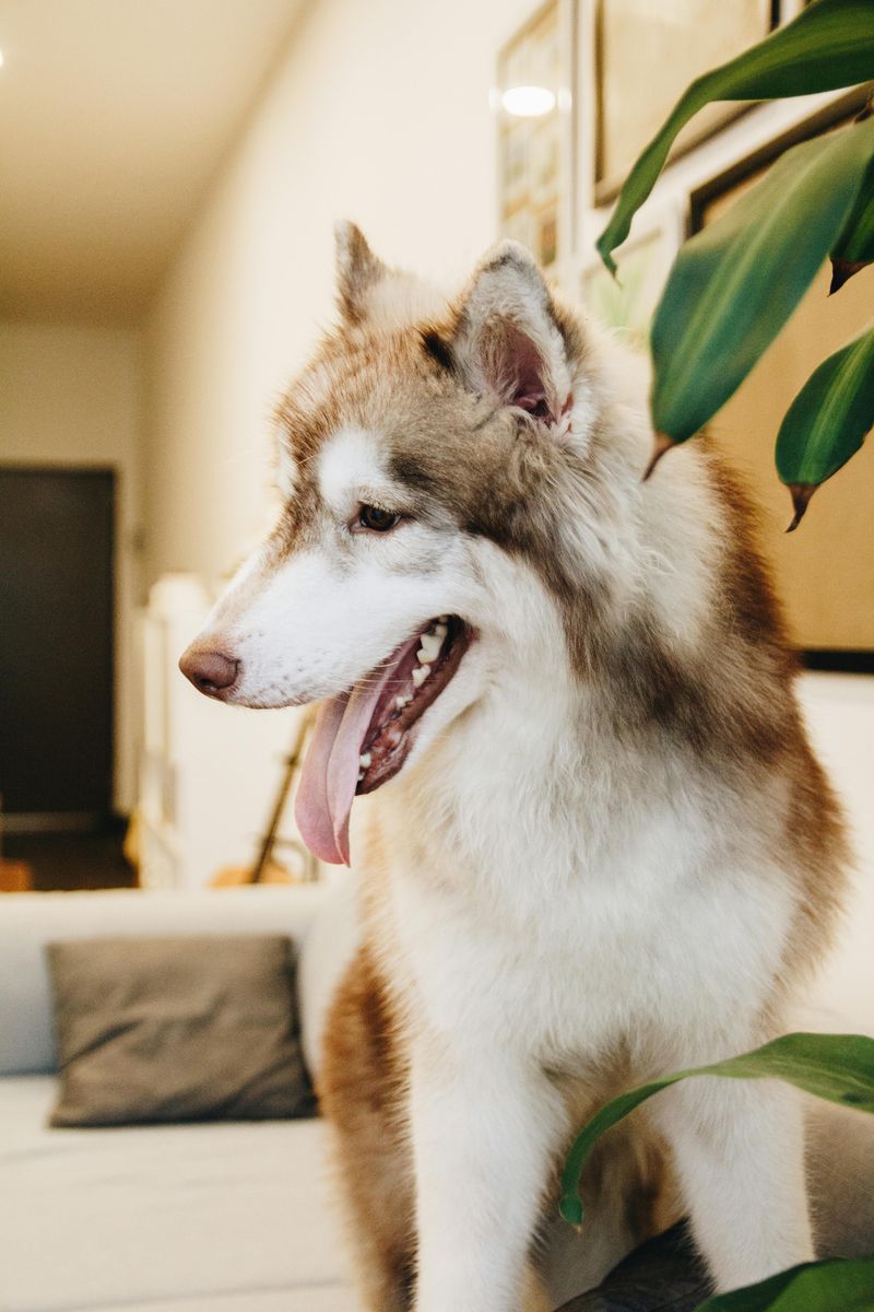 Siberian Husky