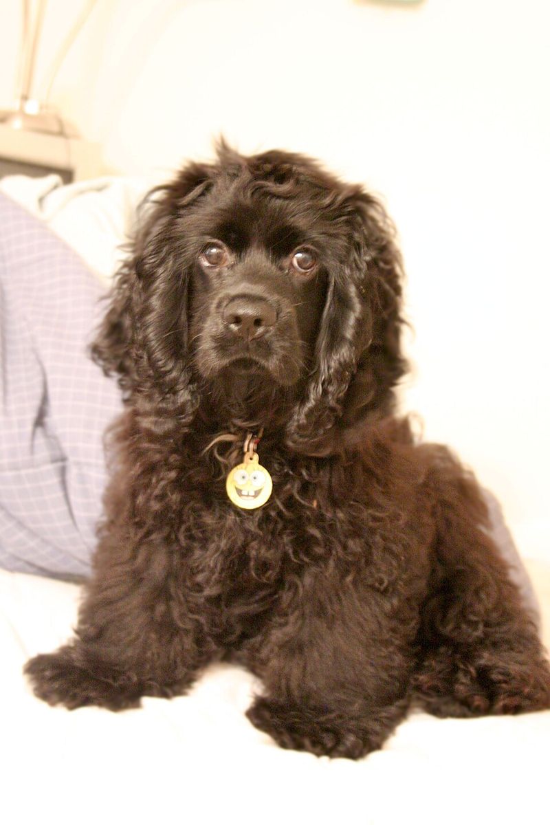 These dog breeds don't keep owners guessing quite as much about what comes next 10 Cocker Spaniel