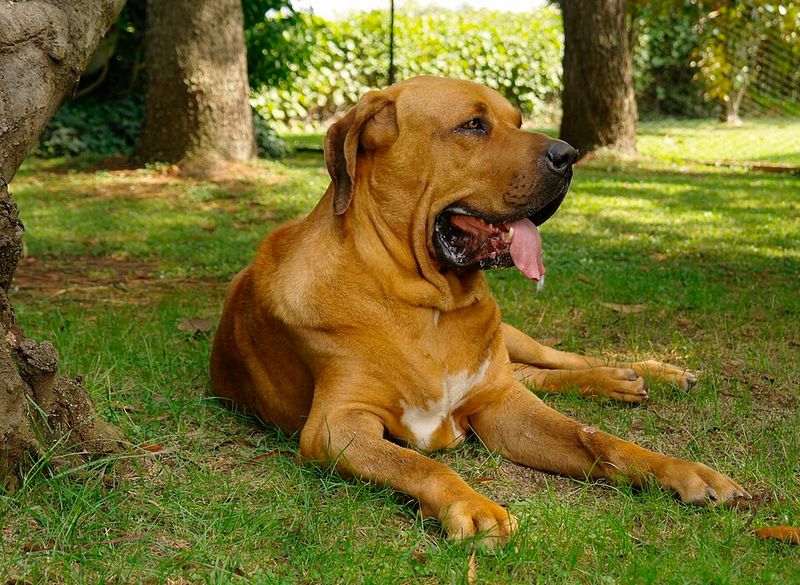 28 Dog Breeds That Demand Patience, Skill, and Leadership 20 Fila Brasileiro