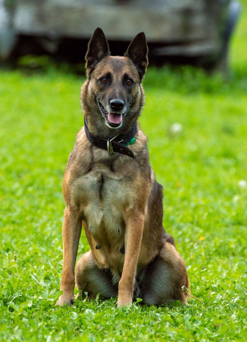 Belgian Malinois: Still a Full-Time Job
