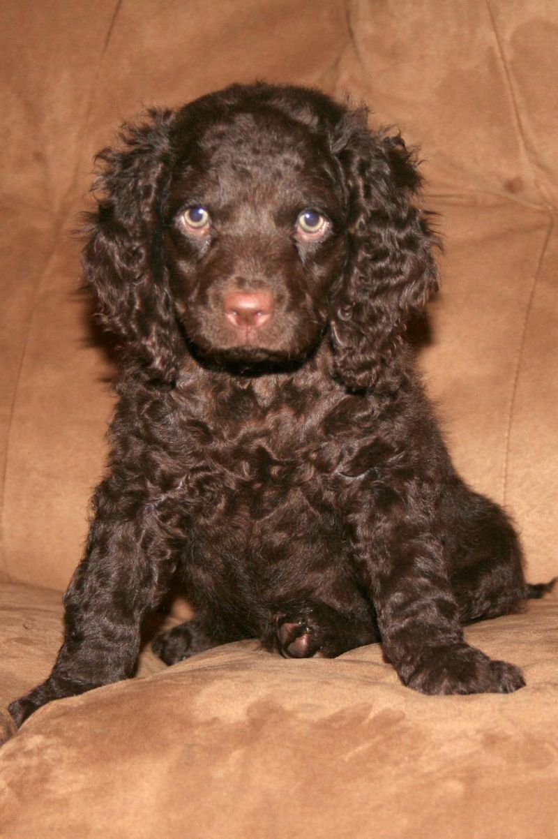 25 Bird Dog Breeds That Balance Hunting Instincts with Family Life 13 American Water Spaniel