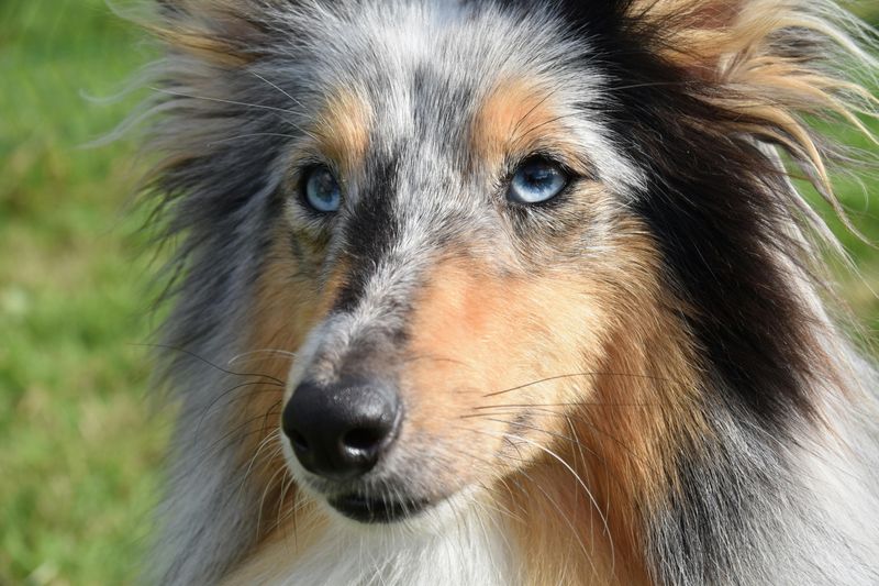 Collie