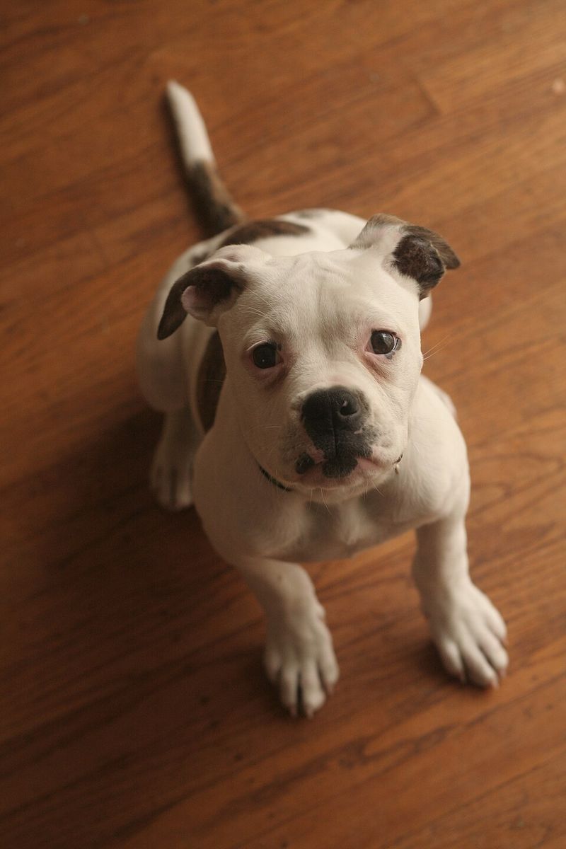 American Bulldog