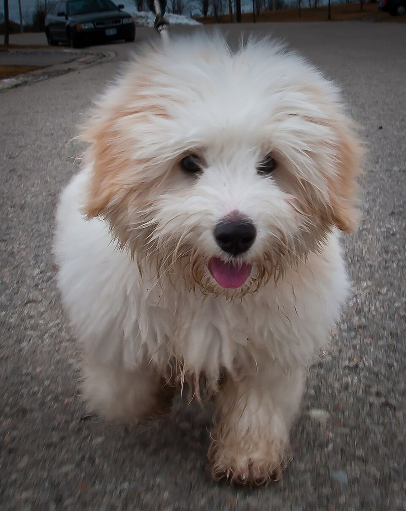 These 14 dogs offer the kind of comfort people never forget 11 Coton de Tulear