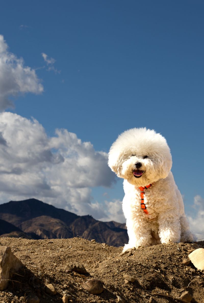 Before choosing one of these breeds, think seriously about how often your house will be empty 9 Bichon Frise