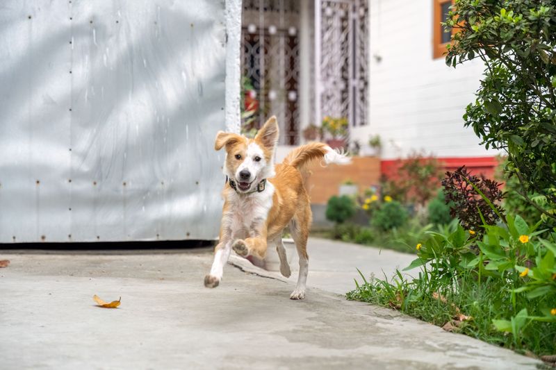 These 12 behaviors may suggest your dog needs more engagement and support 9 Escaping the yard