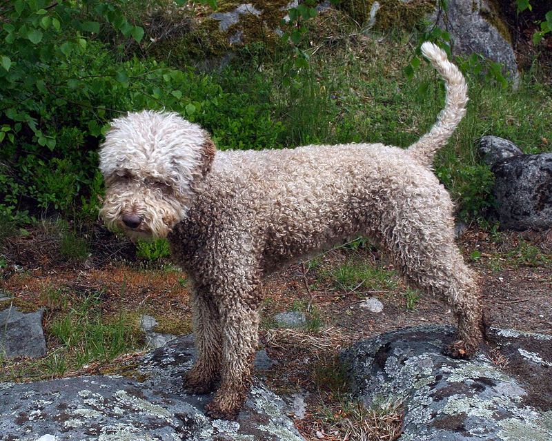 Lagotto Romagnolo