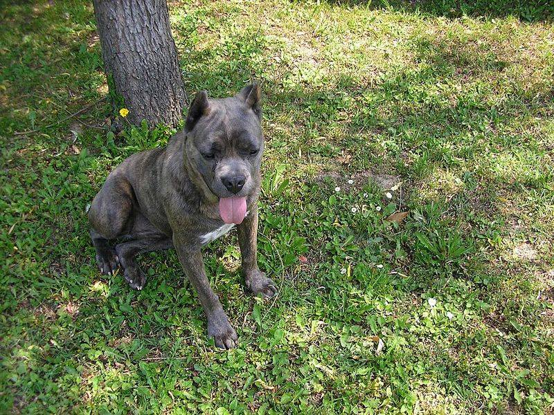 How much would you pay for a puppy? These breeds can push that answer surprisingly high 9 Cane Corso
