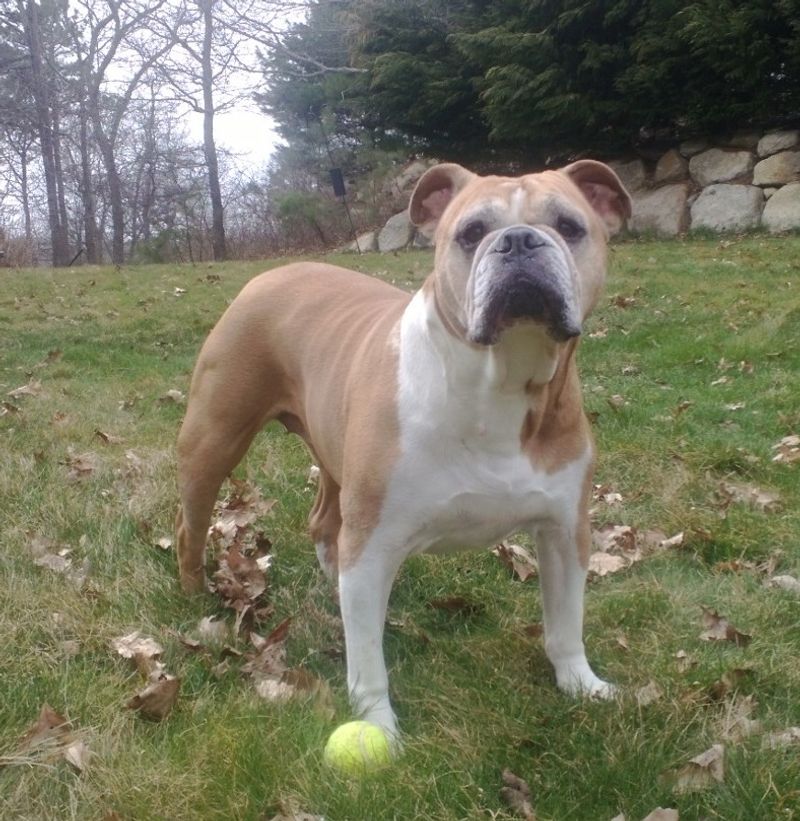 These 13 dogs constantly get mistaken for Pit Bulls - but they're something else entirely 9 Olde English Bulldogge