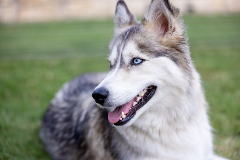 Siberian Husky
