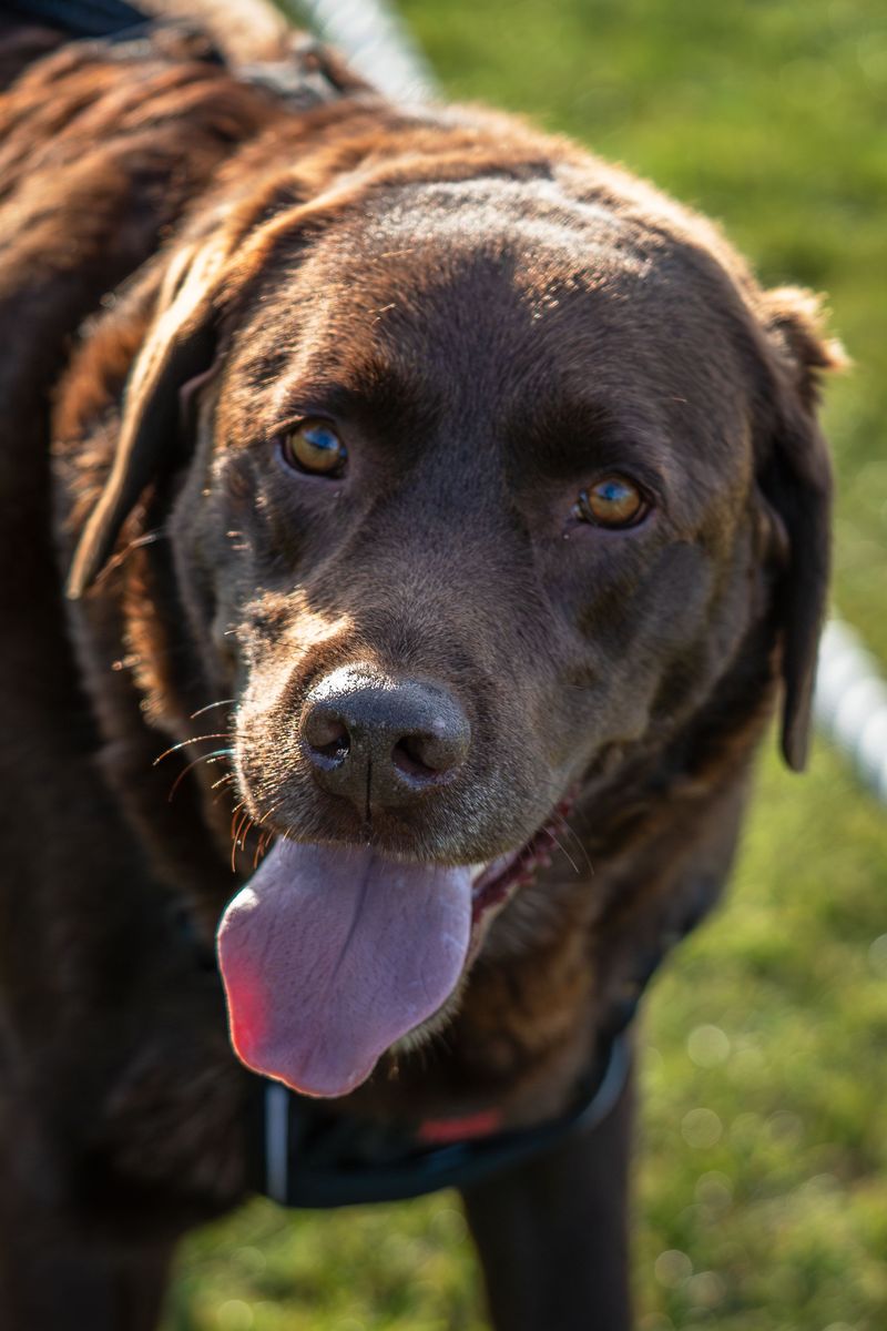 Labrador Retriever