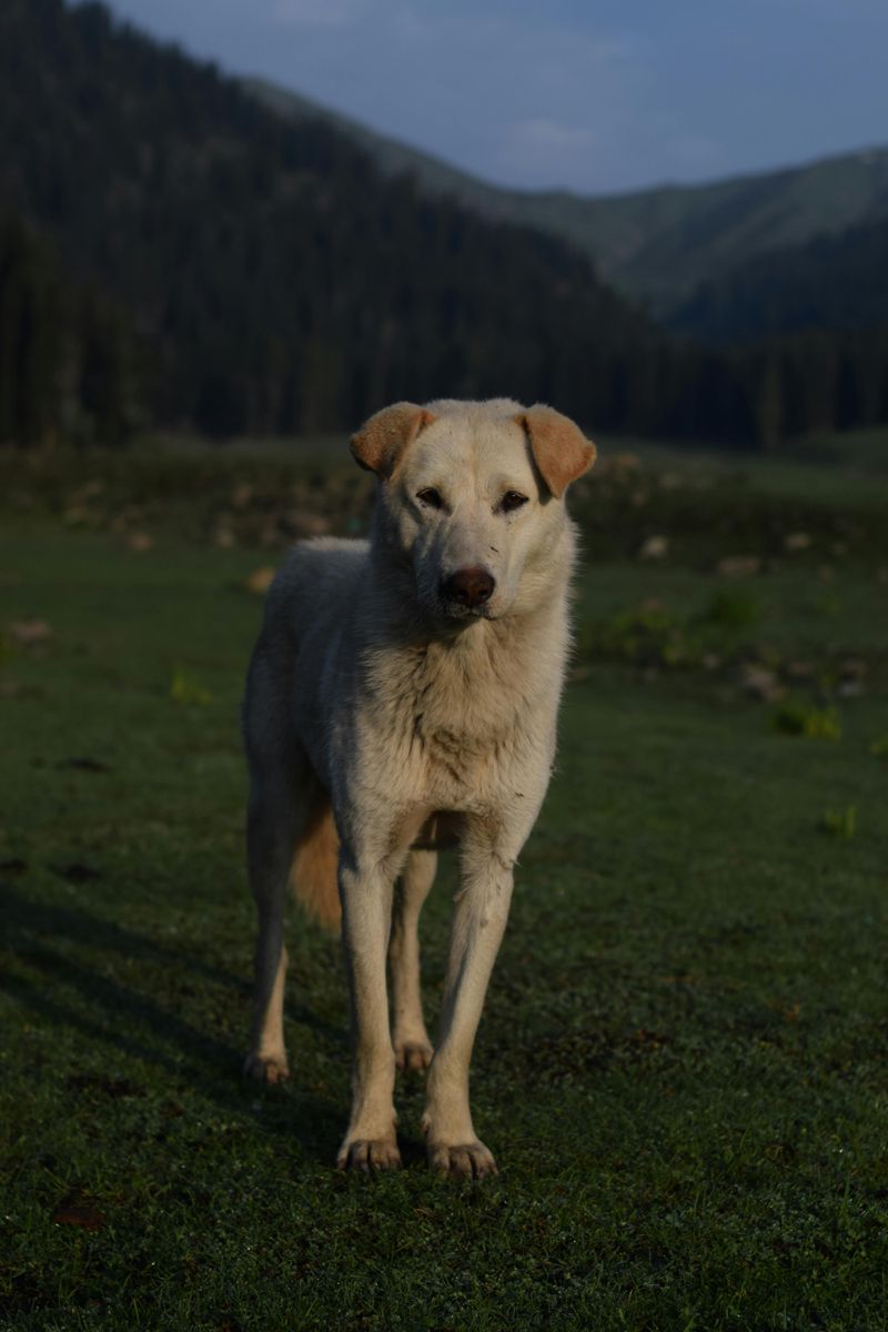 If You Love Quiet Confidence - 14 Breeds That Rarely Need to Prove Anything 6 Akbash