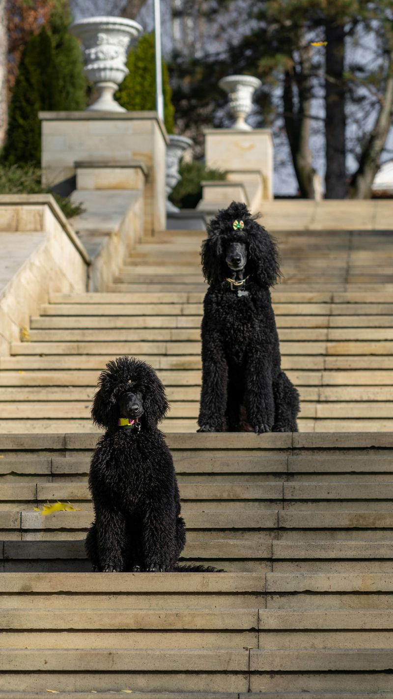 Labrador Retrievers are fantastic - but these 14 breeds bring something equally special 5 Standard Poodle