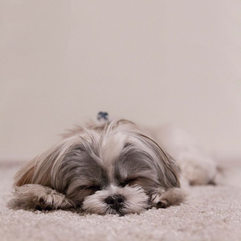 These dog breeds don't keep owners guessing quite as much about what comes next 11 Shih Tzu