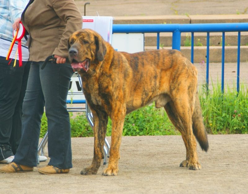Spanish Mastiff
