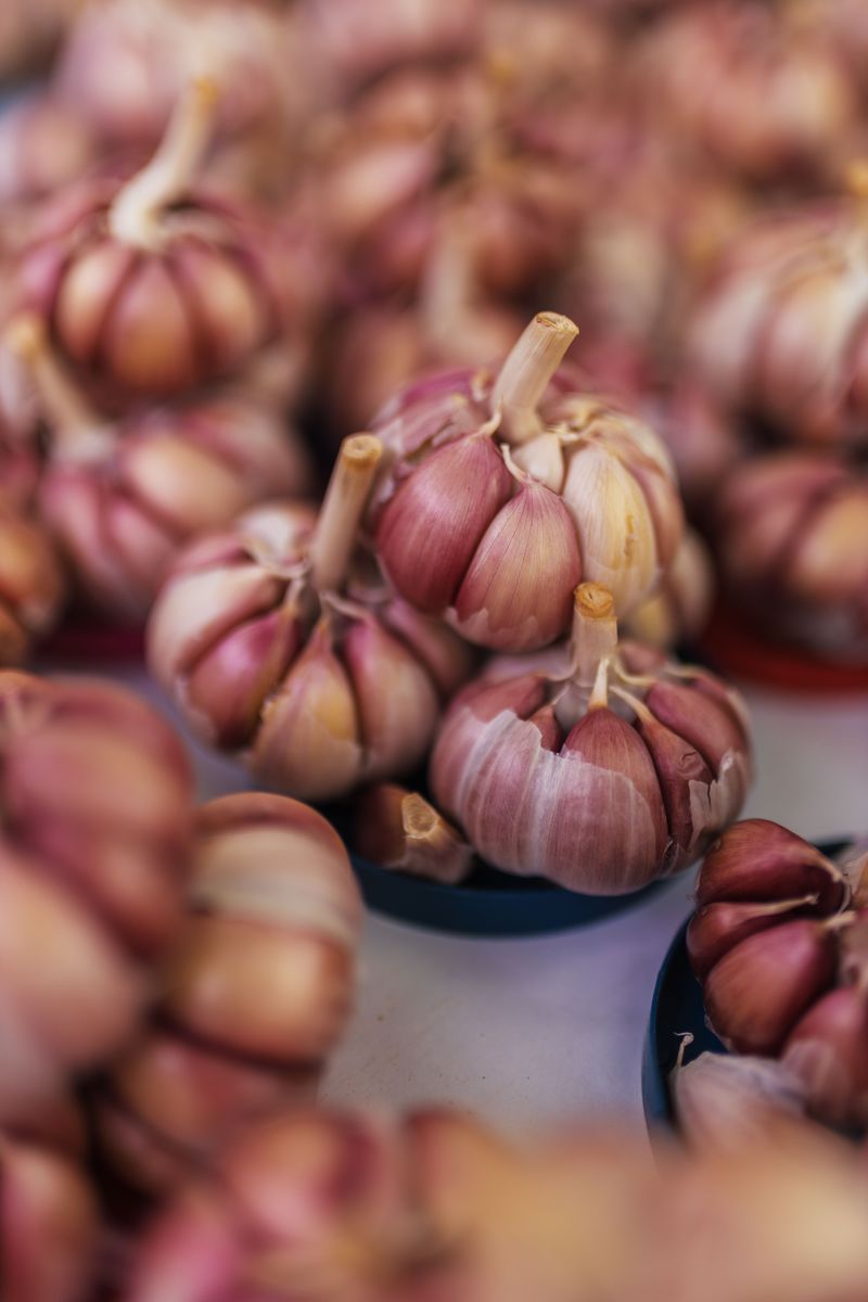 Every dog owner should know these 13 dangerous foods before it's too late 7 Garlic