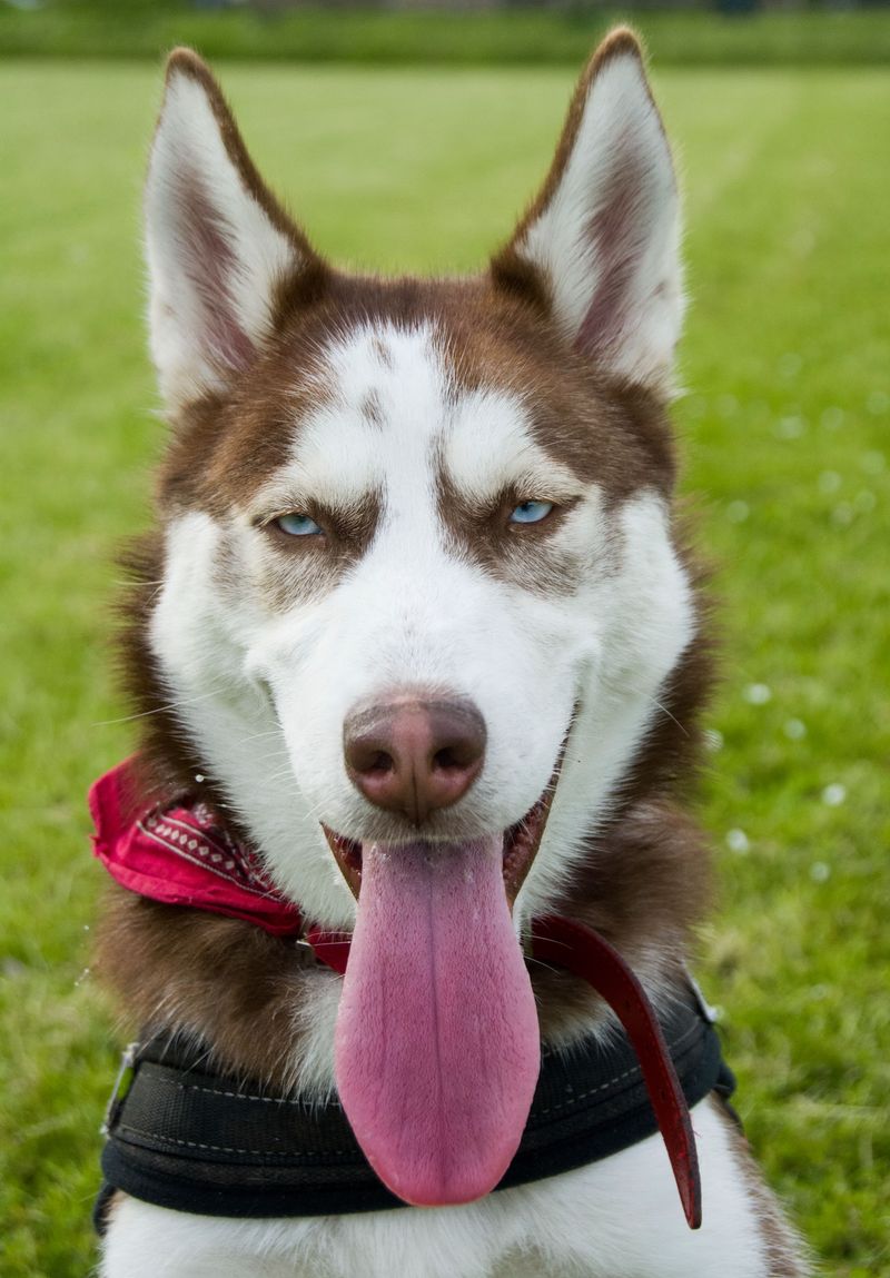 Siberian Husky